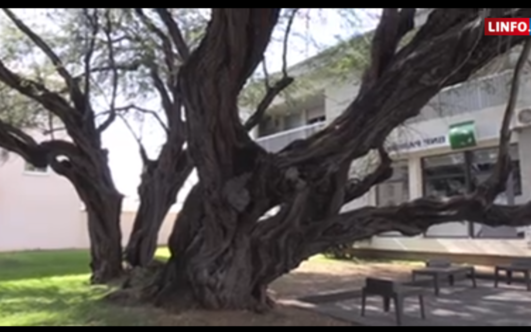 « Arbre de l’année » : le Pied Zépinar nominé