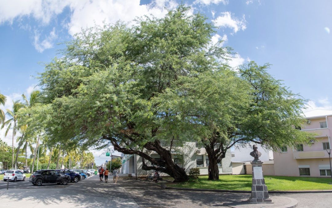 « L’Arbre de l’année » : Votez pour le pié zépinar du Port