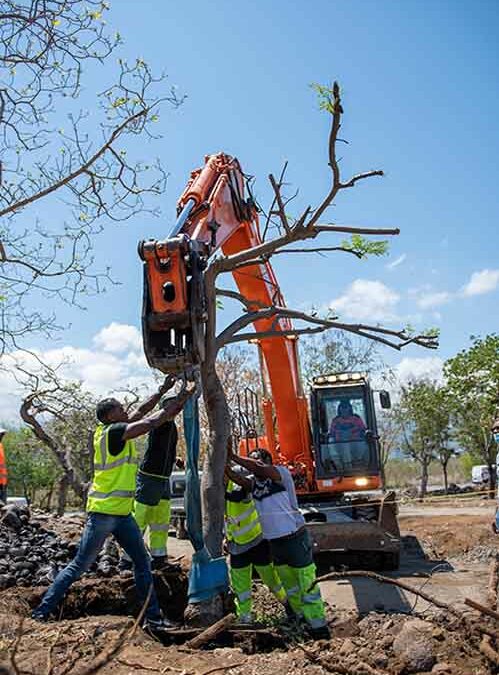 Nouvelle opération de sauvegarde des arbres