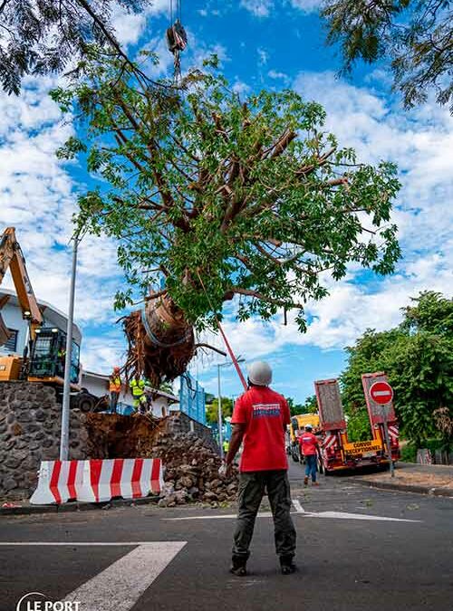 Opération de sauvegarde d’un baobab
