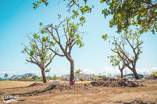 Le Port participe à la végétalisation de La Réunion