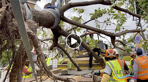 Sauvegarde des arbres : Le Port apporte son expertise à Saint-Denis