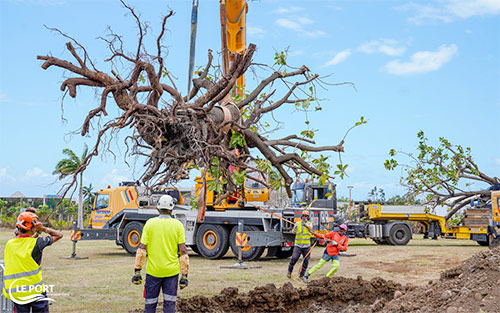 L’expertise portoise pour sauvegarder des arbres dionysiens