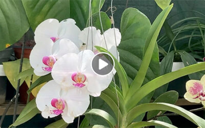 Jardins et balcons fleuris : dernière ligne droite pour les inscriptions