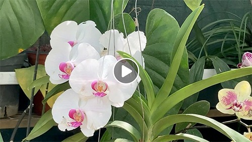 Jardins et balcons fleuris : dernière ligne droite pour les inscriptions